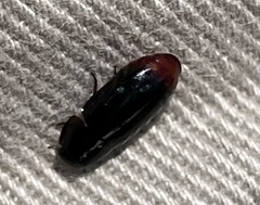 Pseudomorphini