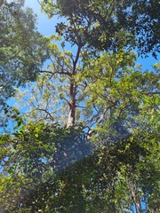 Eucalyptus microcorys
