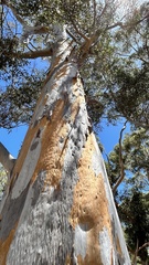 Eucalyptus cladocalyx