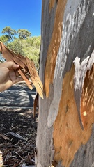 Eucalyptus cladocalyx