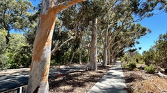 Eucalyptus cladocalyx