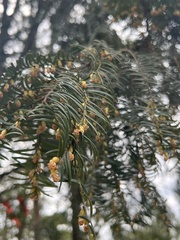 Taxus mairei