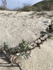 Heterotheca sessiliflora