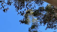 Eucalyptus cladocalyx
