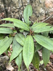 Ardisia crenata
