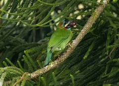 Psilopogon duvaucelii