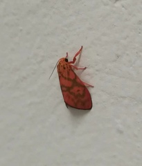 Integrivalvia exclusa