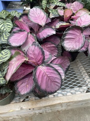 Goeppertia roseopicta