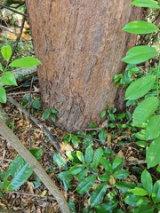 Eucalyptus microcorys