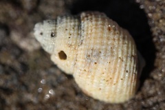Nassarius perpinguis