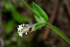 Myosotis australis