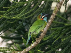 Psilopogon duvaucelii