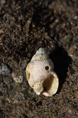 Nassarius perpinguis