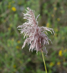 Cortaderia jubata