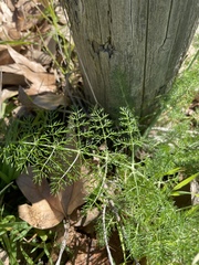 Foeniculum vulgare