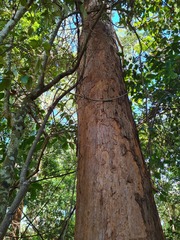 Eucalyptus microcorys