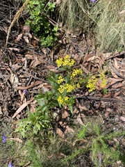 Senecio linearifolius latifolius