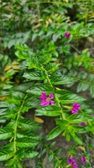 Cuphea hyssopifolia