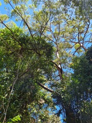 Eucalyptus microcorys