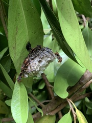 Polistes humilis humilis