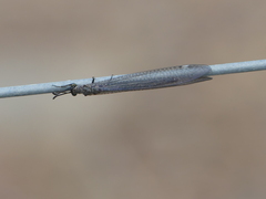 Myrmeleon acer
