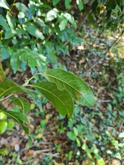 Rhodomyrtus psidioides