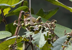 Pycnonotus finlaysoni