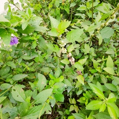 Melochia nodiflora