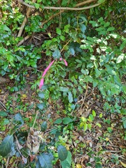 Rhodomyrtus psidioides