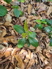 Rhodomyrtus psidioides