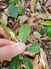 Rhodomyrtus psidioides