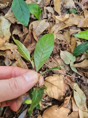 Rhodomyrtus psidioides