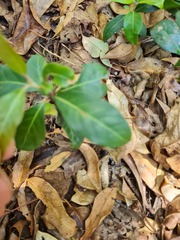 Rhodomyrtus psidioides