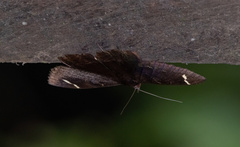 Erebus hieroglyphica