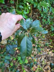 Rhodomyrtus psidioides