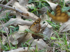 Heteronympha paradelpha