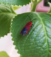 Phauda flammans
