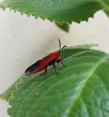 Phauda flammans
