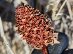 Anemopsis californica