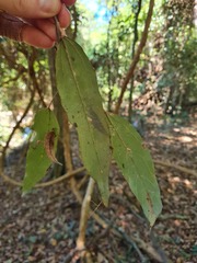 Mallotus claoxyloides