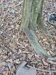 Mallotus claoxyloides