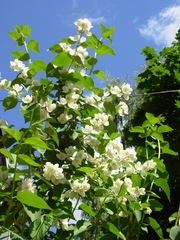 Philadelphus coronarius