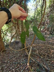 Mallotus claoxyloides