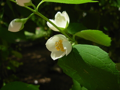 Philadelphus coronarius