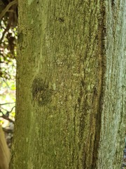 Mallotus claoxyloides