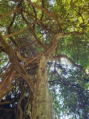 Mallotus claoxyloides