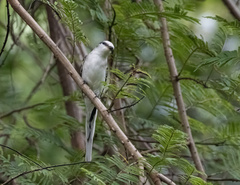 Pericrocotus divaricatus