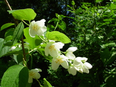 Philadelphus coronarius