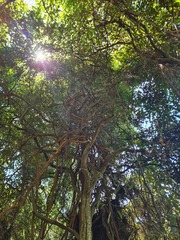 Mallotus claoxyloides