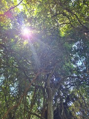 Mallotus claoxyloides